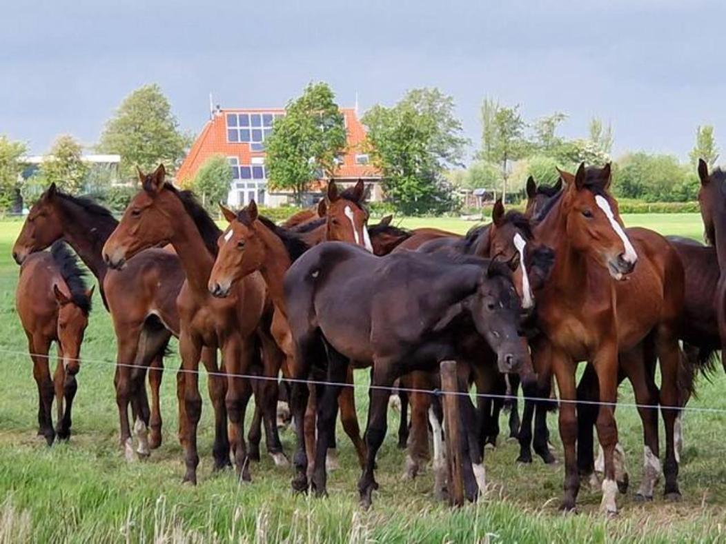Luxe gastenverblijf in het hart van Friesland Akkrum Buitenkant foto
